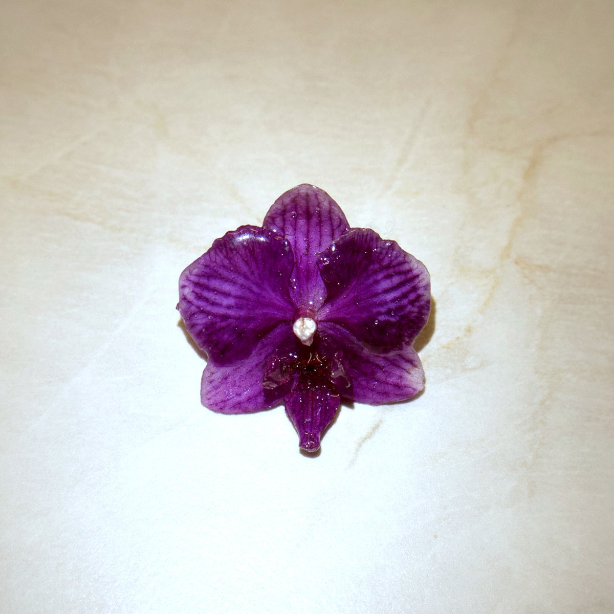 Phalaenopsis Deep Violet Mini