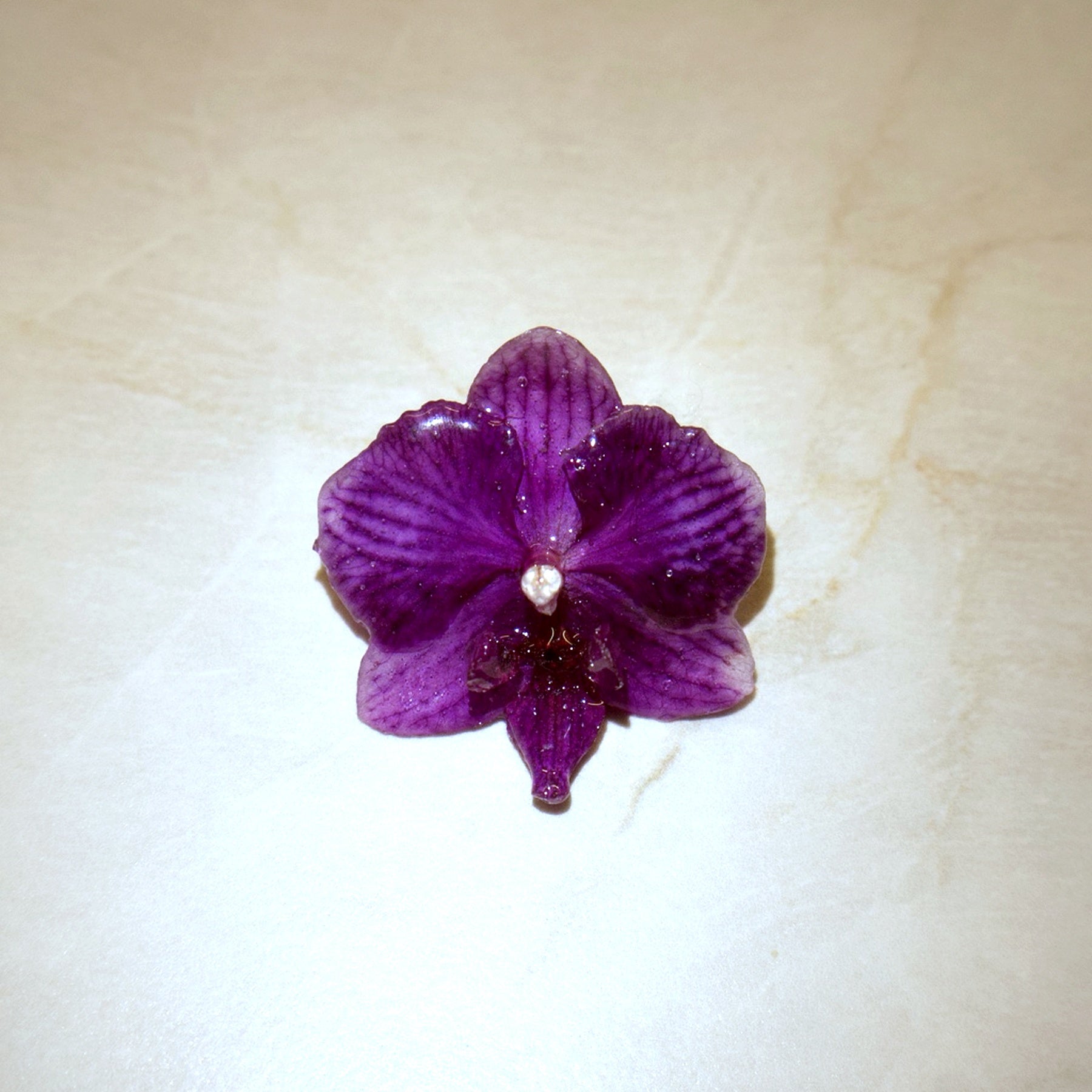 Phalaenopsis Deep Violet Mini