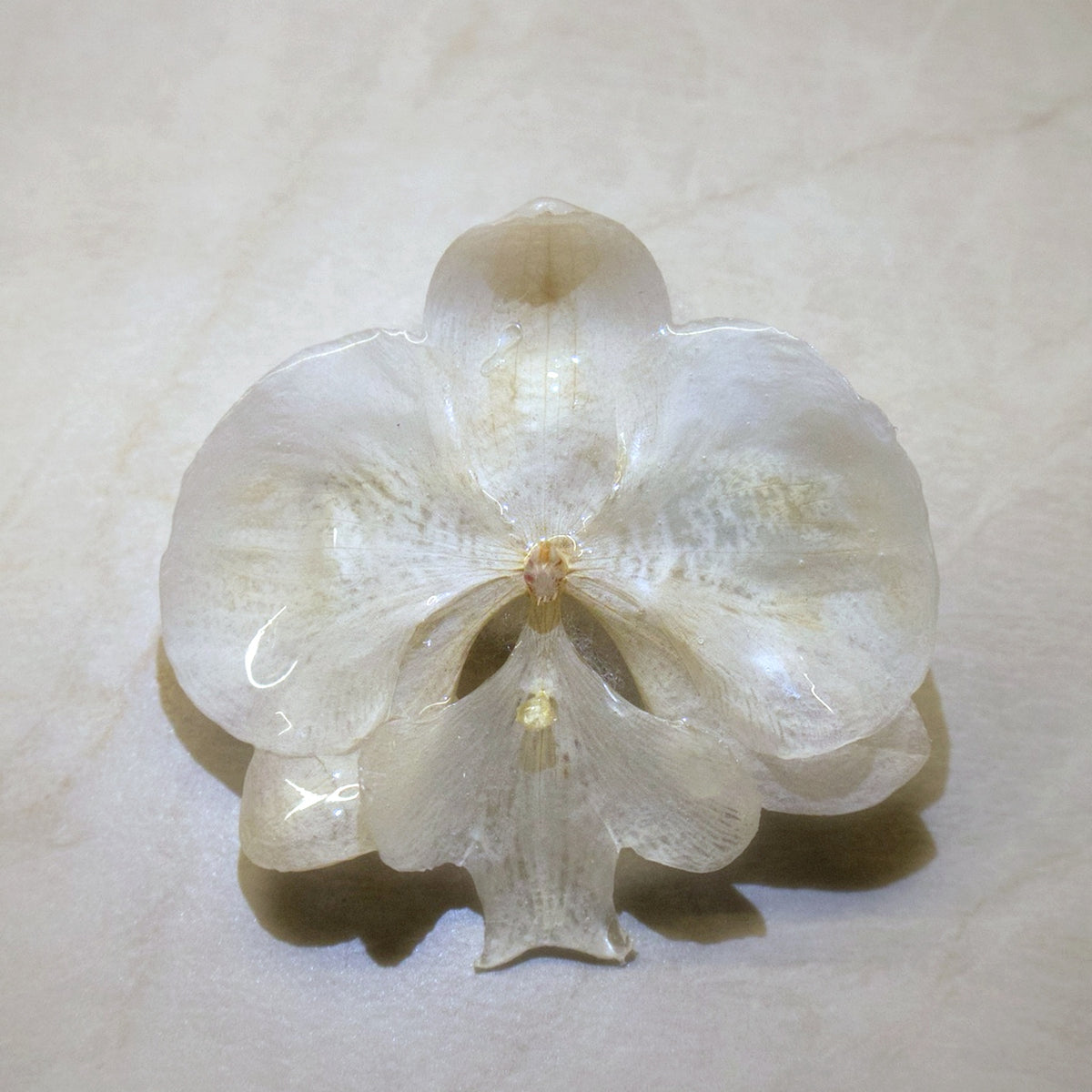 Phalaenopsis Alba