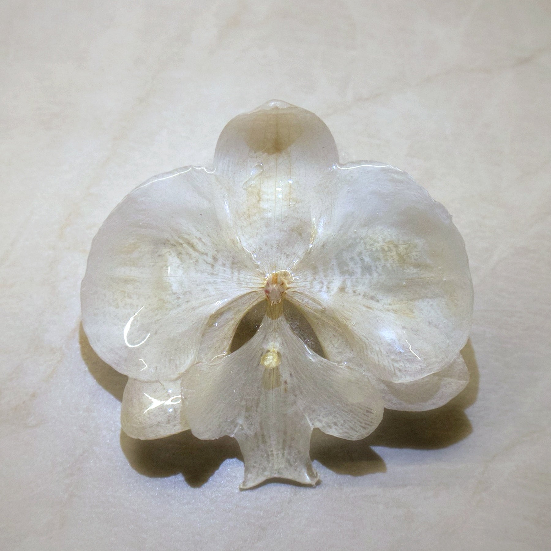 Phalaenopsis Alba