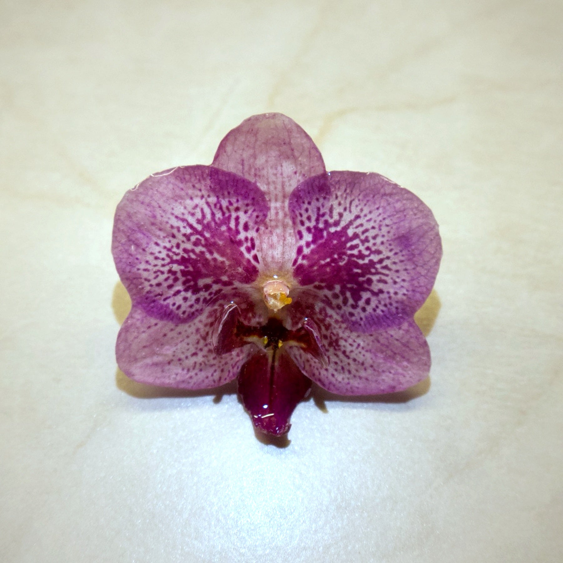 Phalaenopsis Pink Speckled Mini