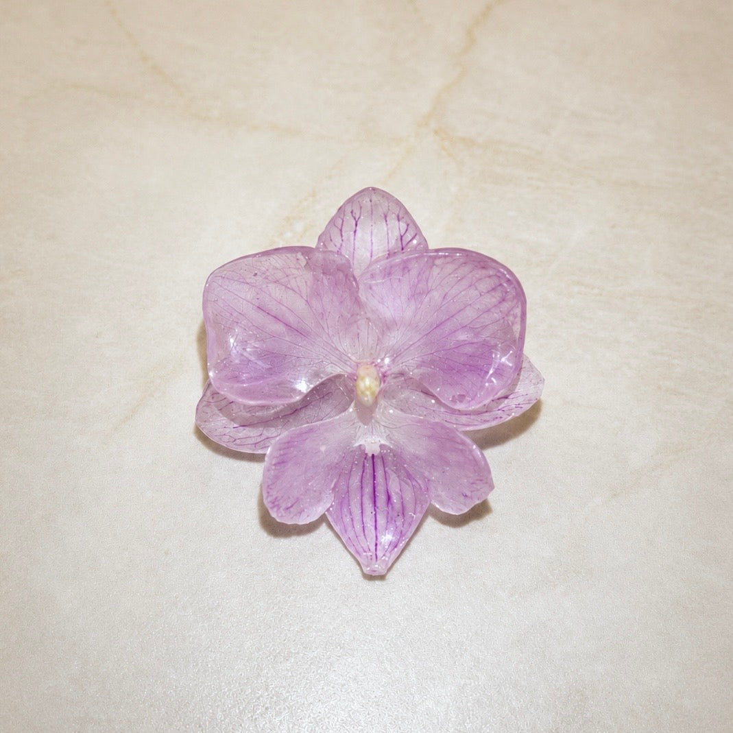 Phalaenopsis Lilac Veil Mini