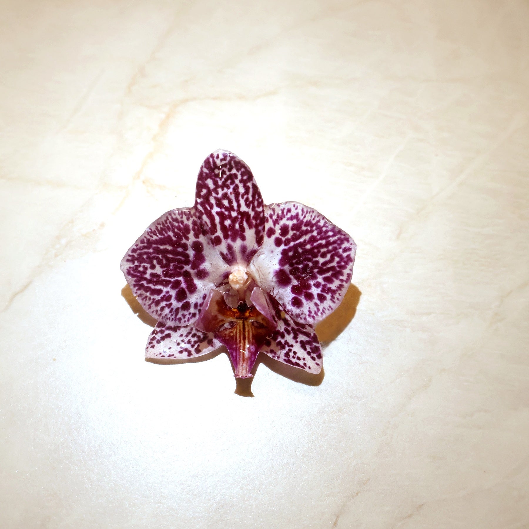 Phalaenopsis Wild Speckle Mini