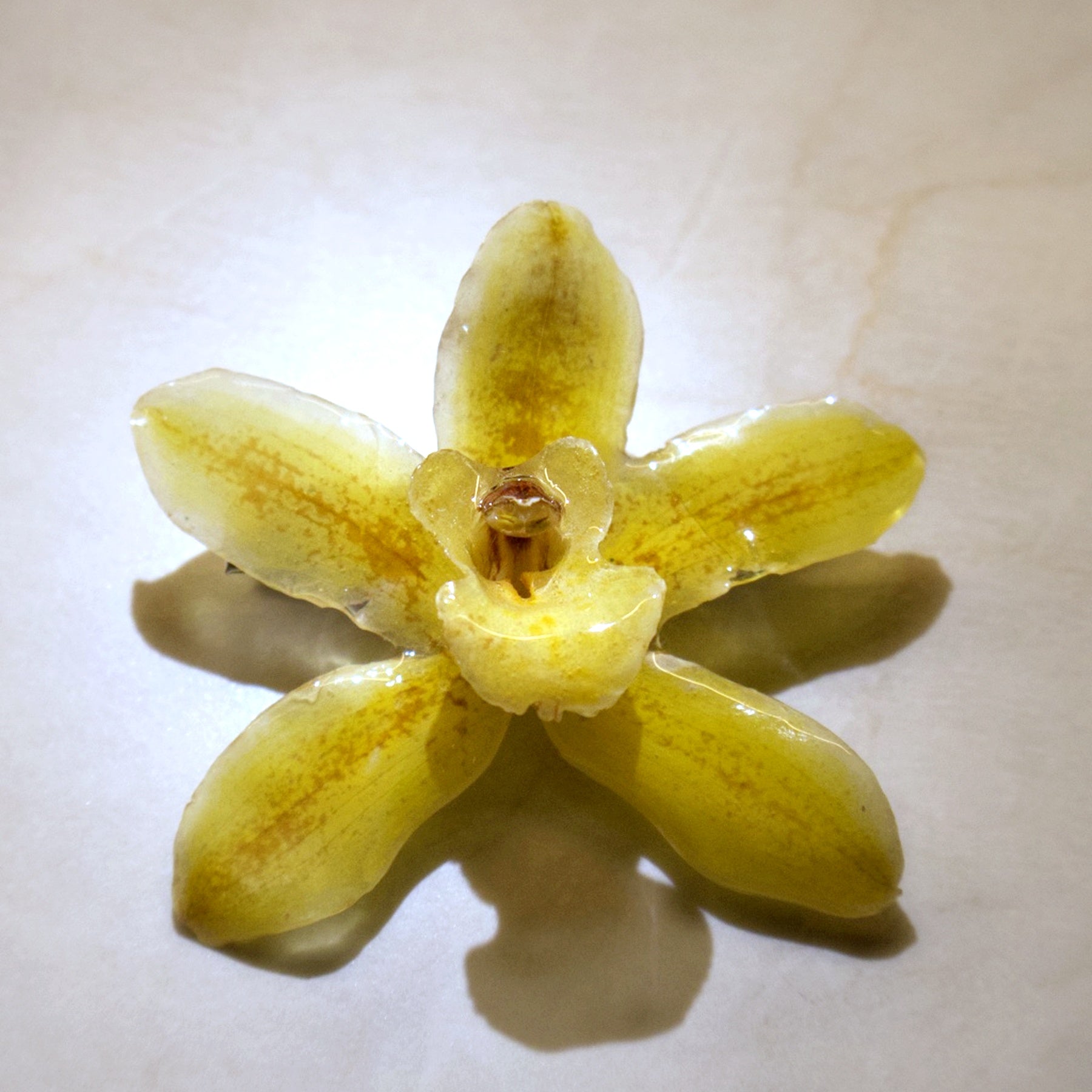 Cymbidium Golden