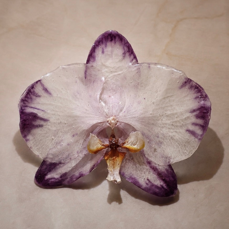 Phalaenopsis Améthyste