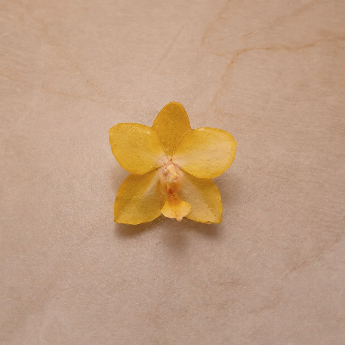 Phalaenopsis Mini Amber Honey