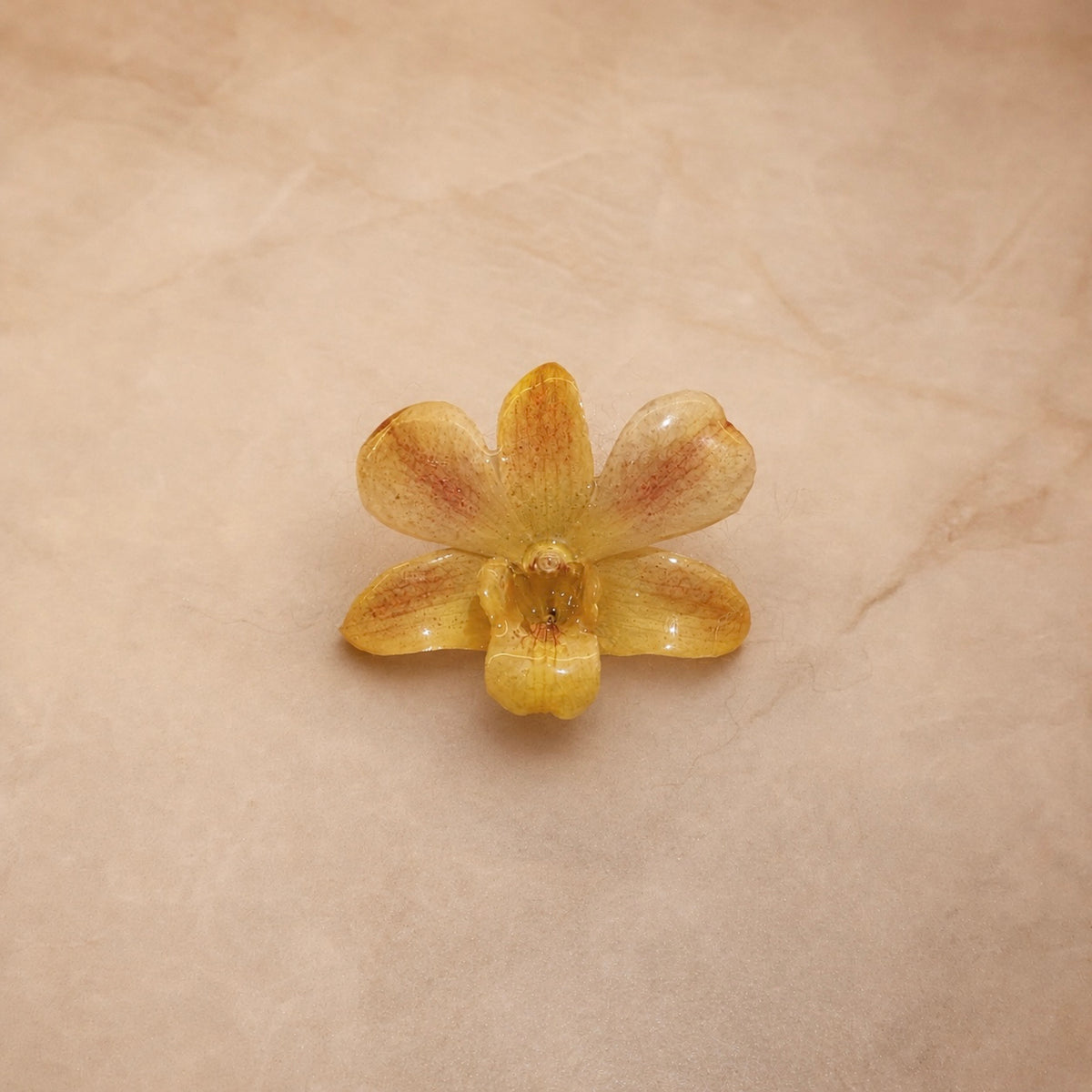 Phalaenopsis Mini Golden Freckle