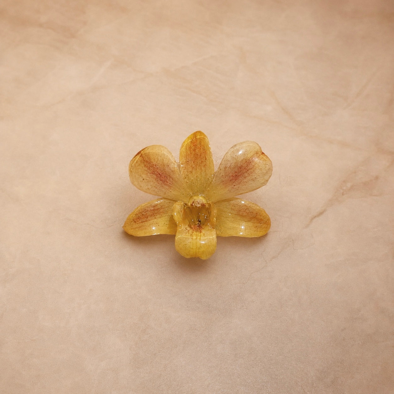 Phalaenopsis Mini Golden Freckle