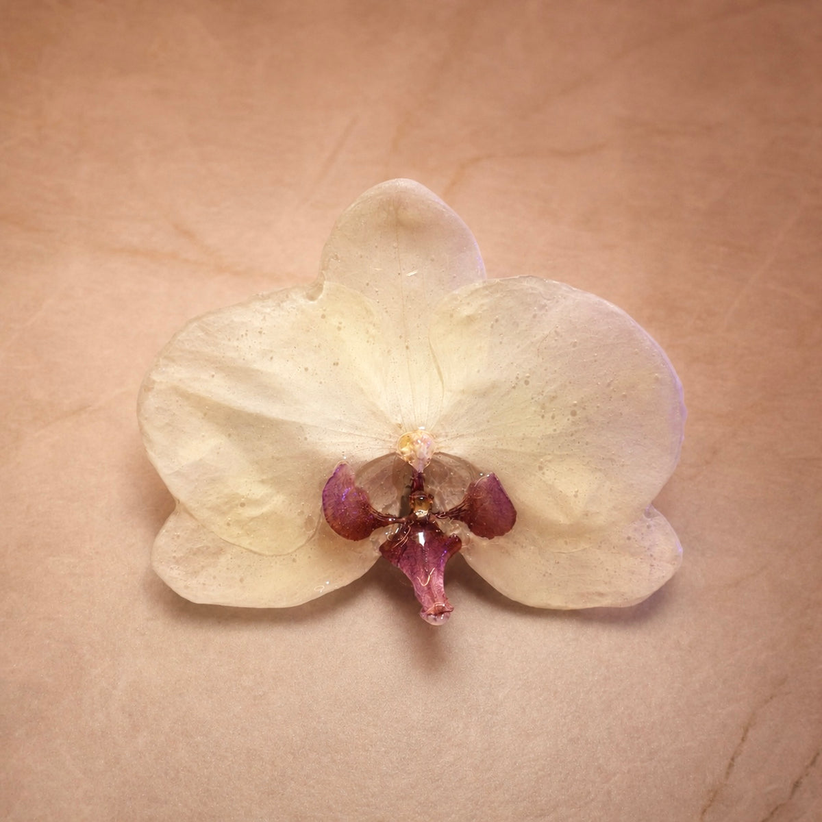Phalaenopsis Large Purple Vanilla