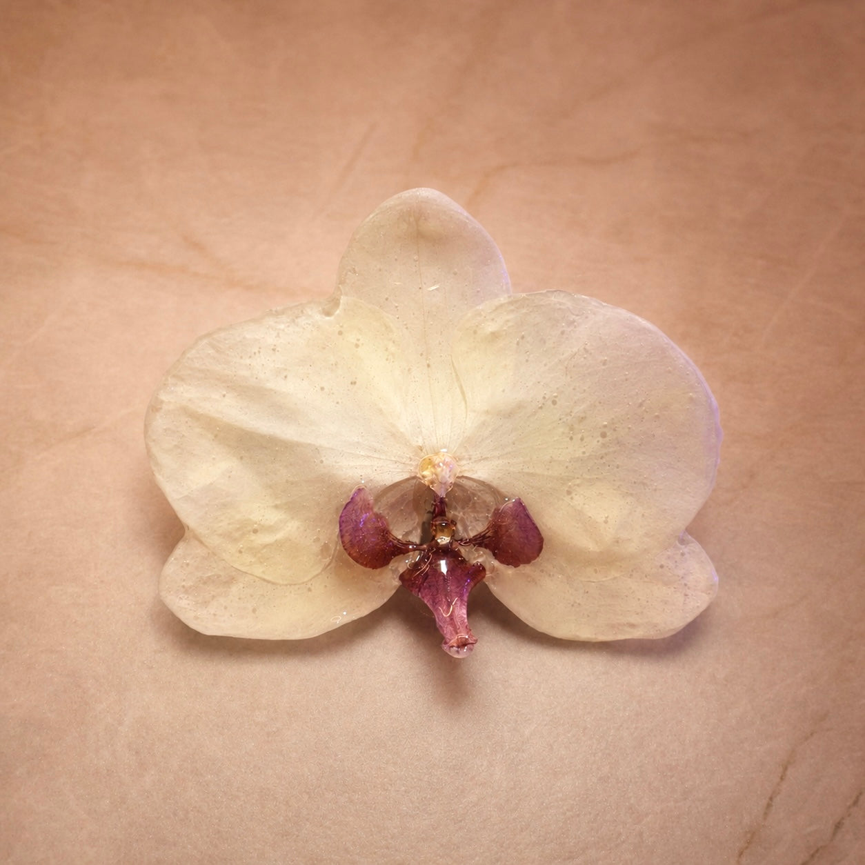 Phalaenopsis Large Purple Vanilla