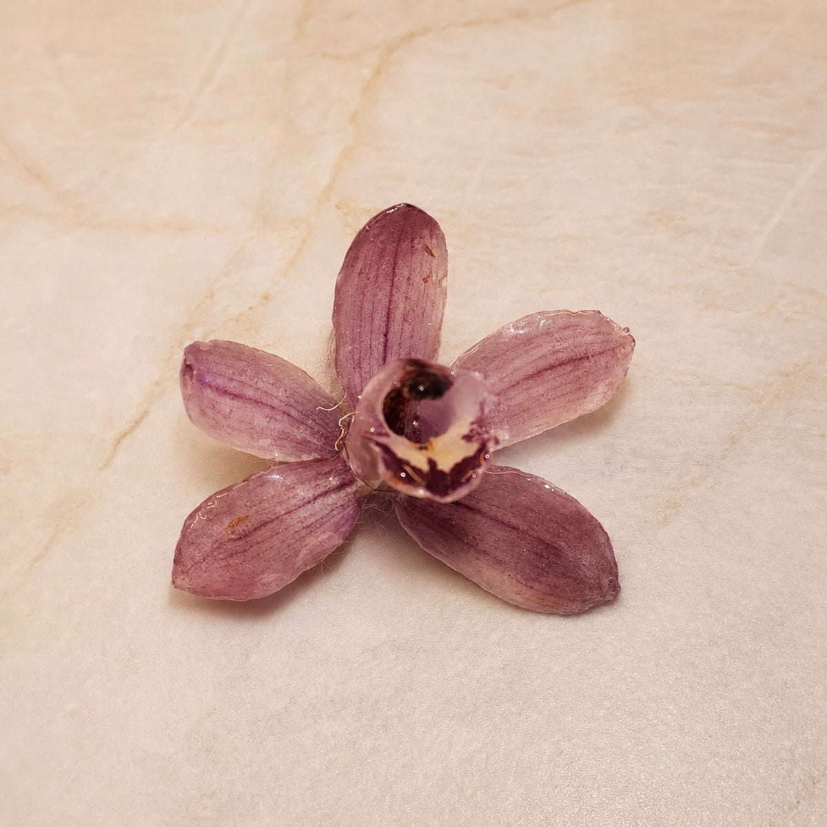 Cymbidium Rosewood Mini