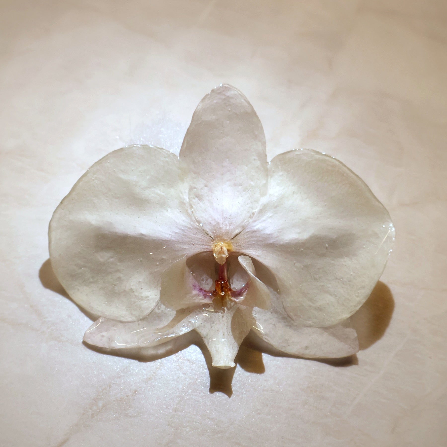 Phalaenopsis Ivory