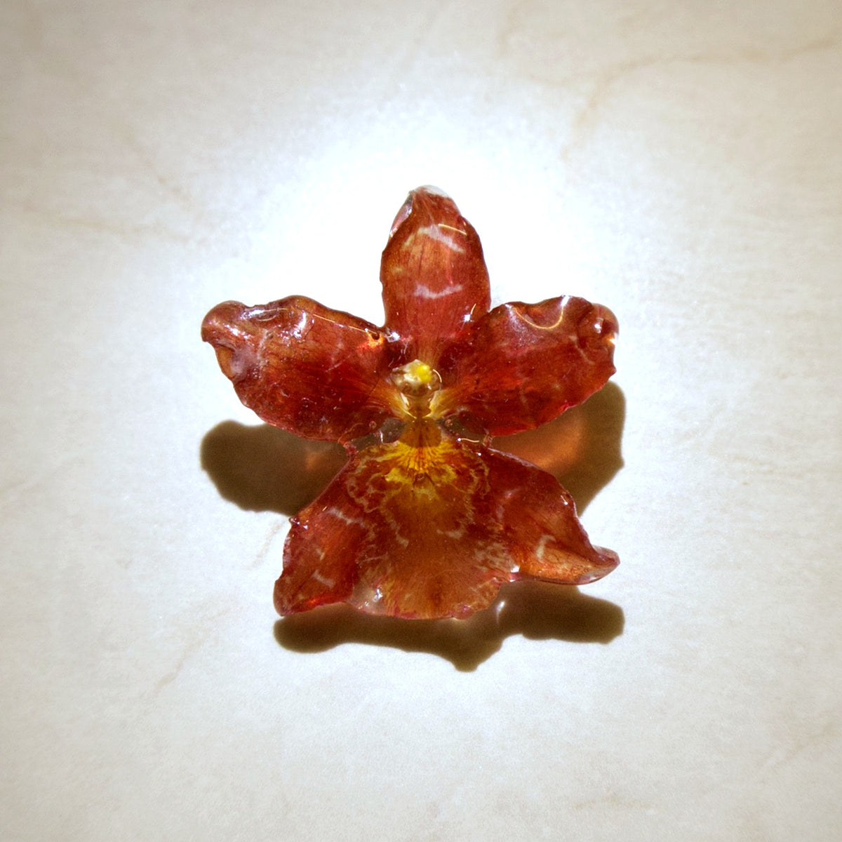Oncidium Terracotta Mini