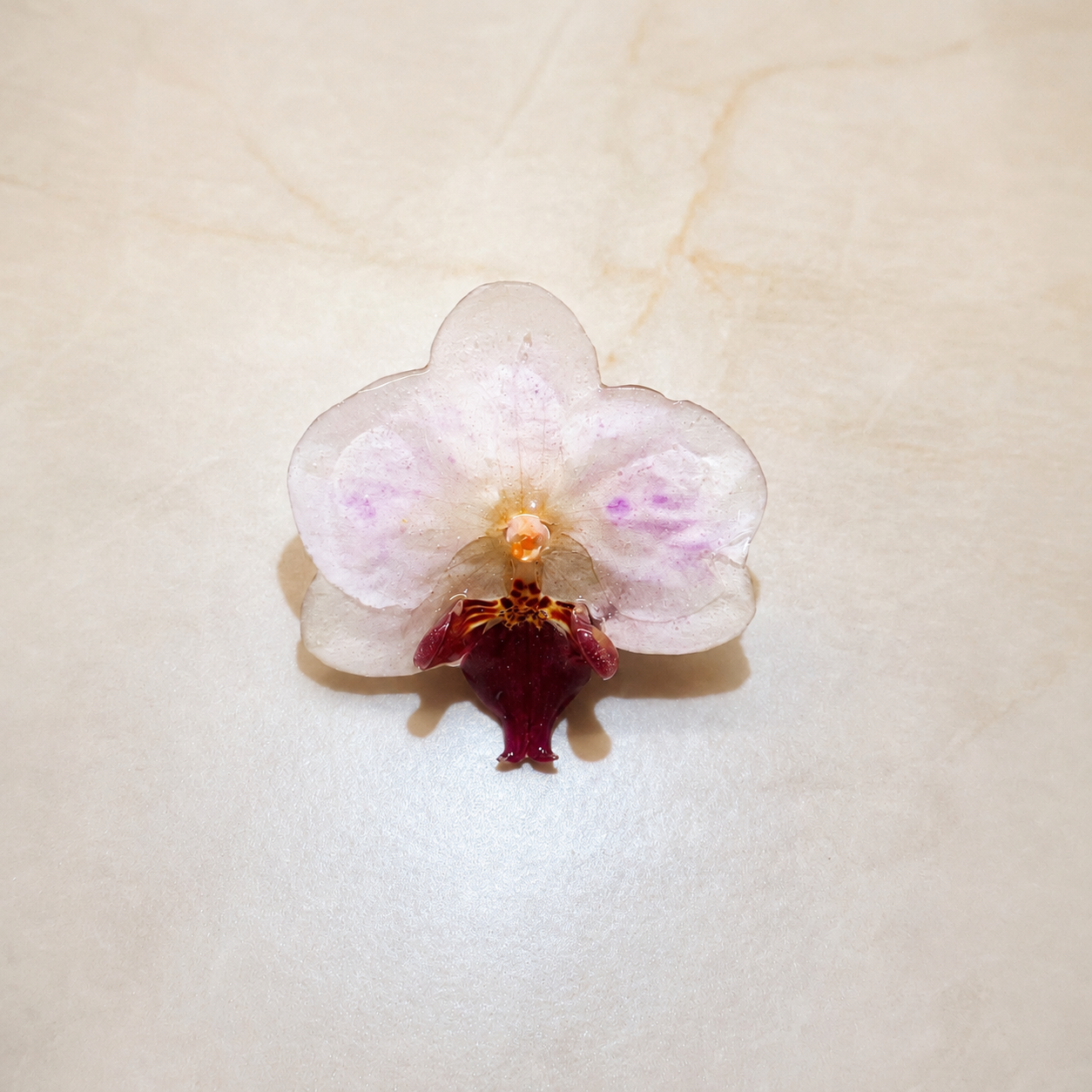 Phalaenopsis Blush Wine Mini