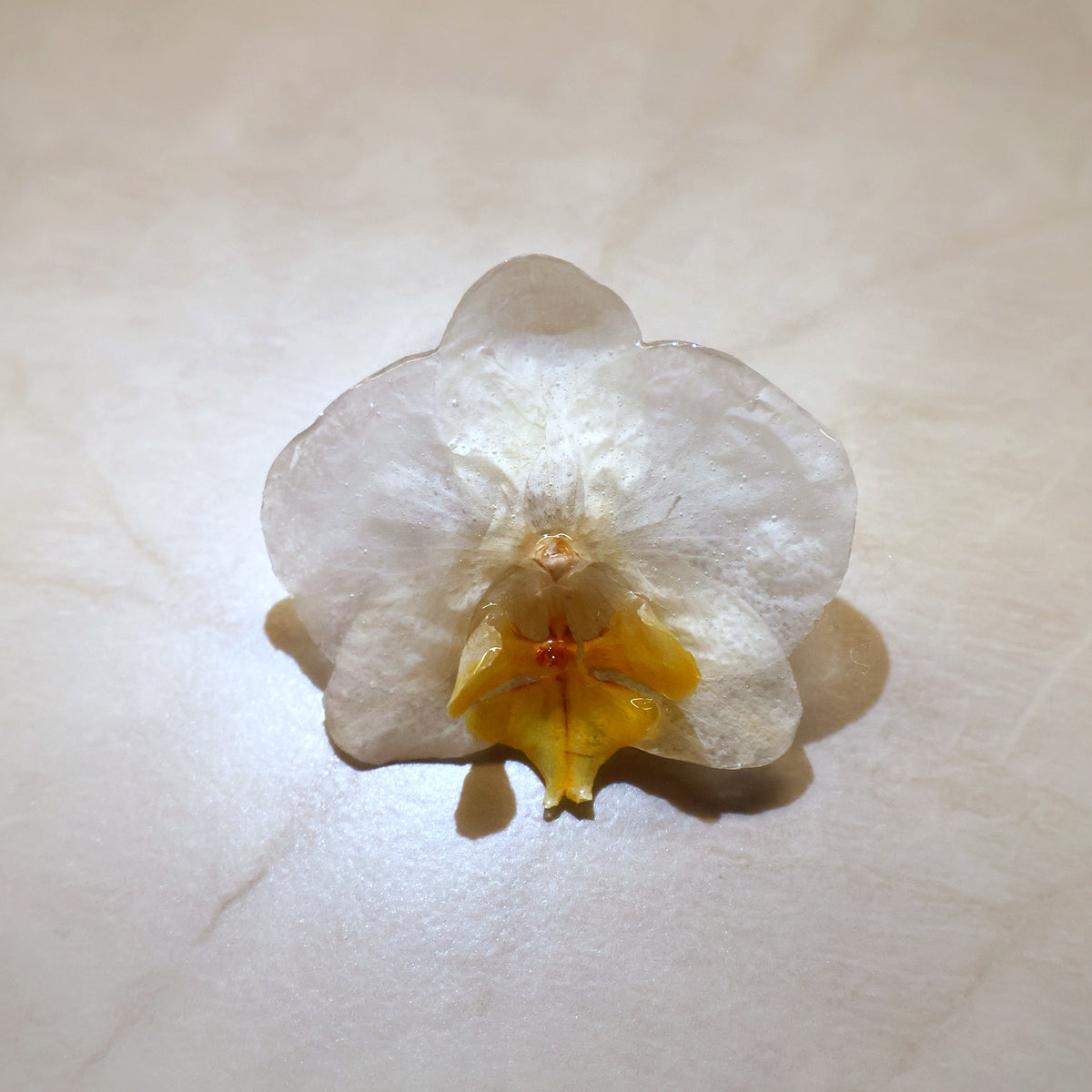 Phalaenopsis Vanilla Cream Mini