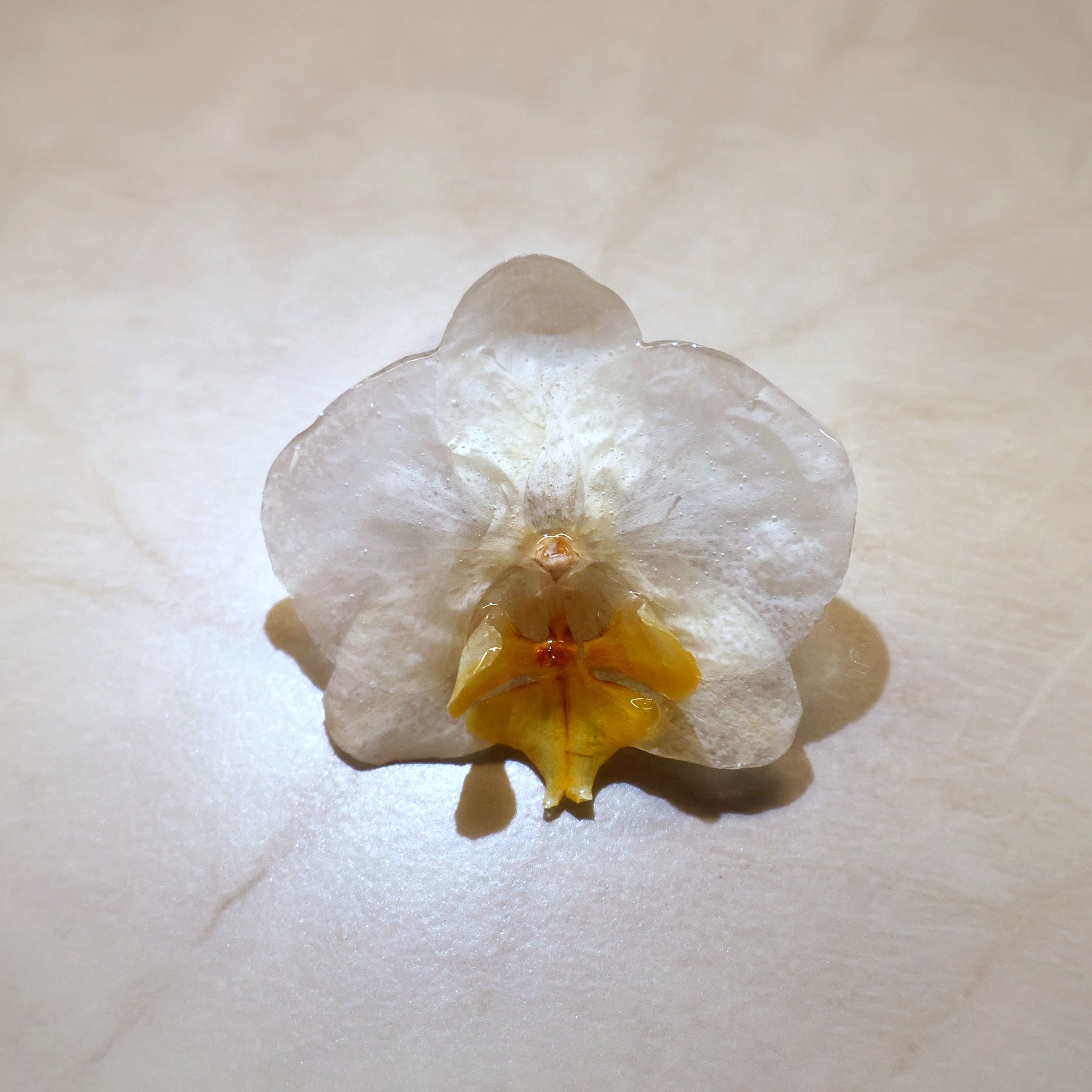 Phalaenopsis Vanilla Cream Mini