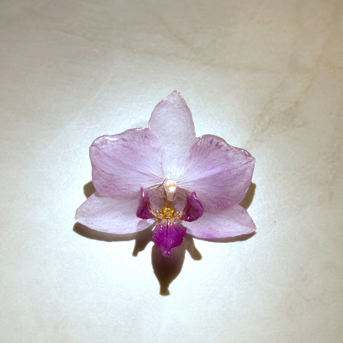 Phalaenopsis Blush Mini