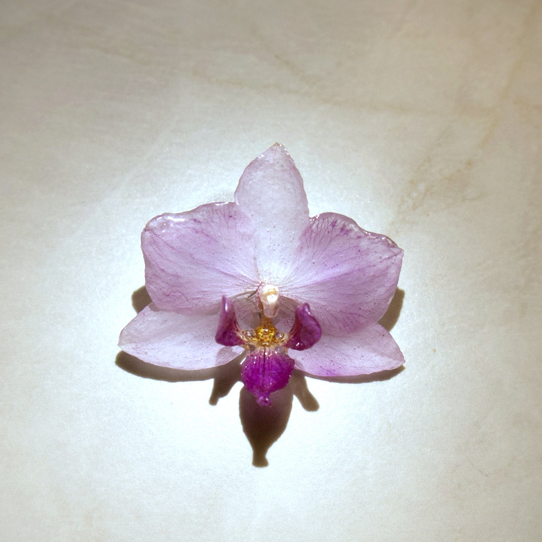 Phalaenopsis Blush Mini