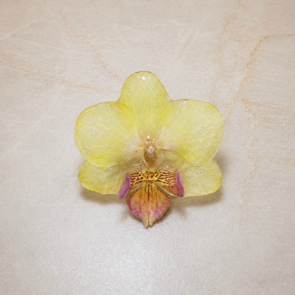 Phalaenopsis Buttercream Mini