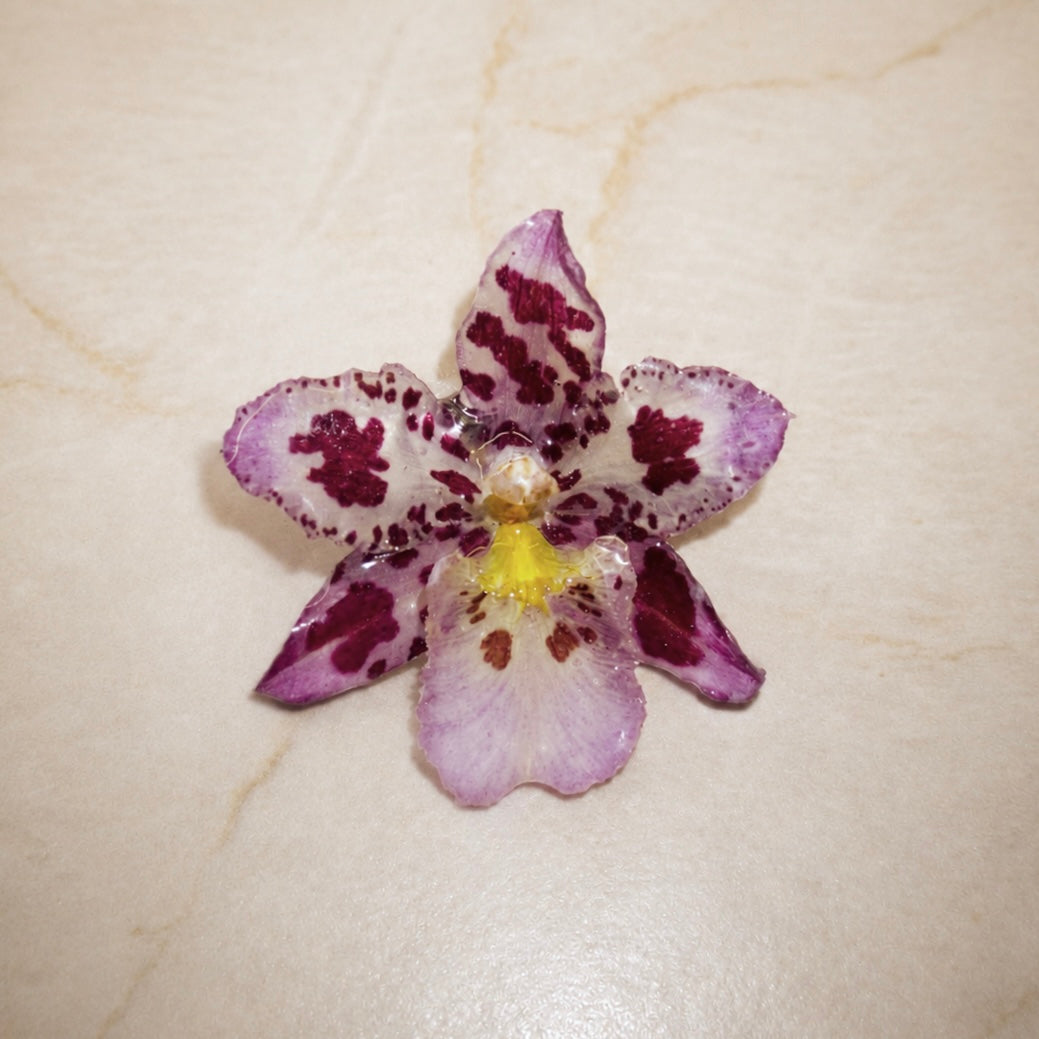 Oncidium Berry Speckle Mini
